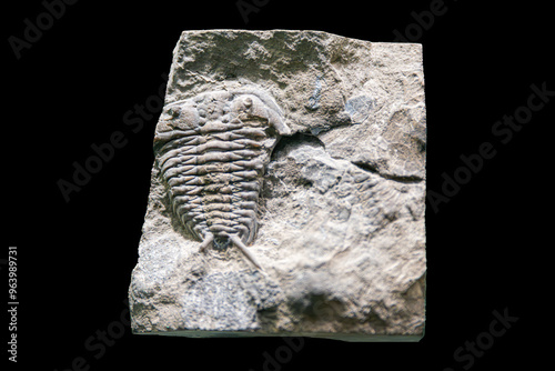 Fossil of Extinct Trilobite in Museum Exhibit photo