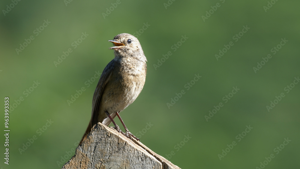 Fototapeta premium Wildlife - Birds. The black redstart (Phoenicurus ochrurus) bird lives on rocky slopes, upland villages and cities. They are mostly found at high altitudes, but in winter they descend to the seashore.