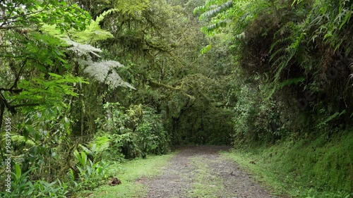 Camino de piedras rodeado de mucha vegetación tropical y musgo en el montaña en un dia de invierno photo