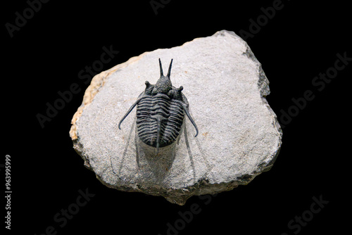 Fossil of Extinct Trilobite in Museum Exhibit photo