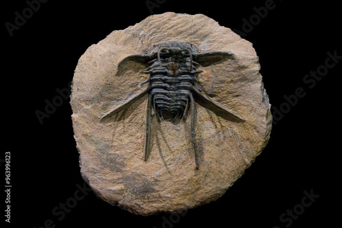 Fossil of Extinct Trilobite in Museum Exhibit photo