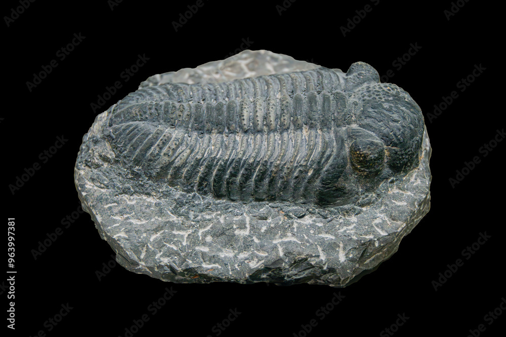 Fossil of Extinct Trilobite in Museum Exhibit Fossil of Extinct Trilobite in Museum Exhibit