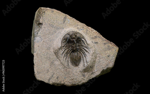 Fossil of Extinct Trilobite in Museum Exhibit photo