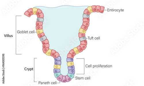 Labeled Science Vector Illustration of Intestinal Crypt Structure, Including Stem Cells, Paneth Cells, and Enterocytes, Depicting the Cellular Anatomy and Function in Digestive System for Educational 