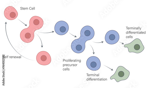 Stem Cell Differentiation stages: Illustration of Cellular Processes from Undifferentiated to Specialized Cells