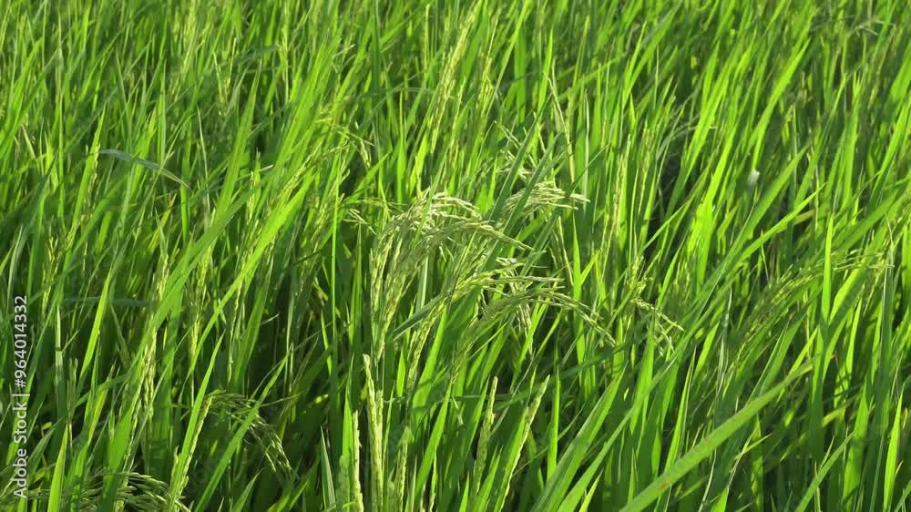 A close-up view of a green rice field swaying gently in the breeze, under the bright sunlight. A close-up view of a green rice field swaying gently in the breeze, under the bright sunlight.