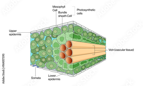 C4 Leaf Anatomy: A Detailed Vector Illustration with Labels Highlighting Specialized Structure for Efficient Photosynthesis, Bundle Sheath Cells, Mesophyll Cells, and Kranz Anatomy in C4 Plants