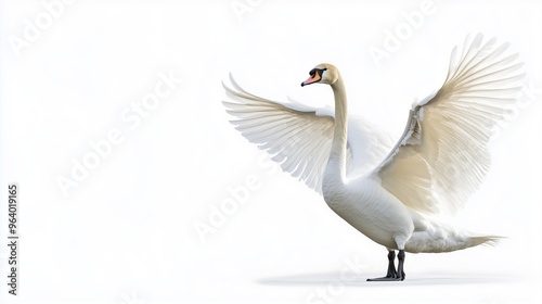 An elegant swan with its wings spread, shot from a side, on a white background photo