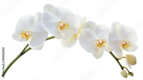 White Orchid flowers, Phalaenopsis on white background photo