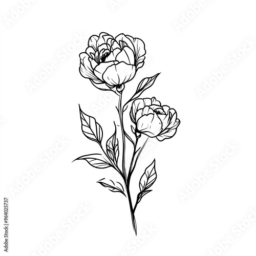 Elegant black and white illustration of peony flowers, perfect for botanical art and floral design projects.