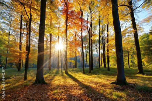 Sunlight streaming through tall trees in autumn forest casting long shadows on warm golden leaves. Nature seasonal atmosphere concept