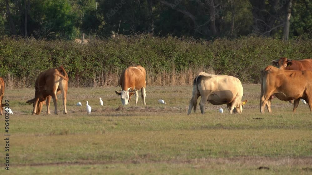 Cattle eating grass with white birds next to it at Circeo National Park, Italy
Cattle eating grass with white birds next to it at Circeo National Park, Italy