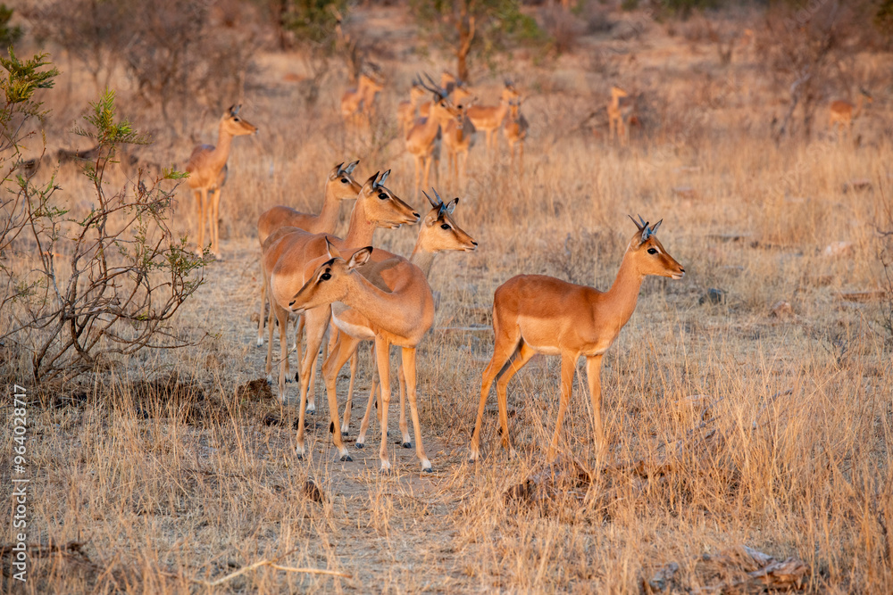 The impala or rooibok, Aepyceros melampus, is a medium-sized antelope found in eastern and southern Africa. The impala or rooibok, Aepyceros melampus, is a medium-sized antelope found in eastern and southern Africa.