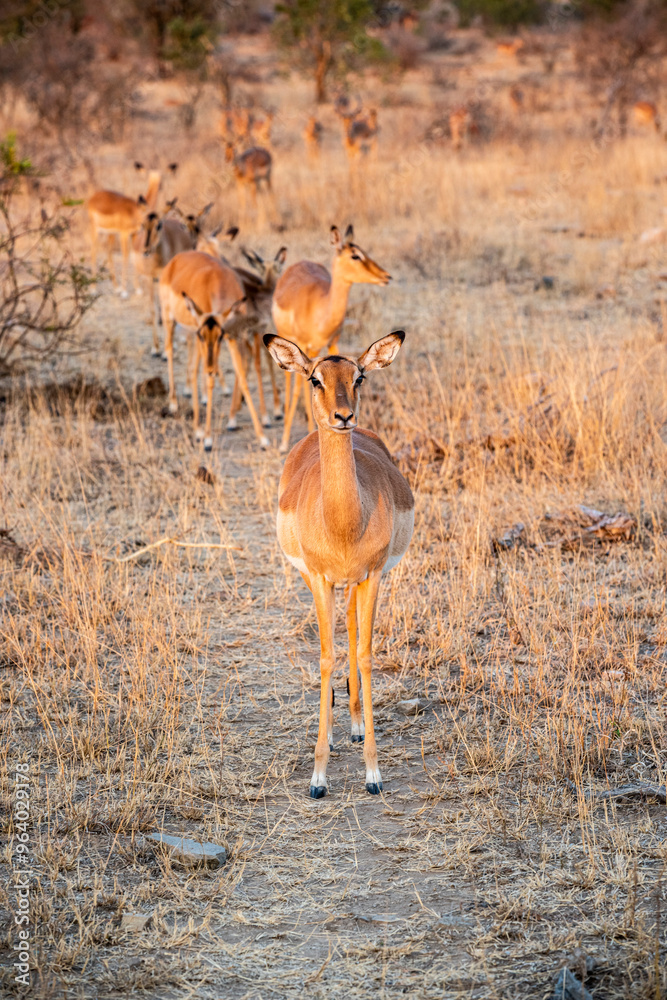 The impala or rooibok, Aepyceros melampus, is a medium-sized antelope found in eastern and southern Africa. The impala or rooibok, Aepyceros melampus, is a medium-sized antelope found in eastern and southern Africa.