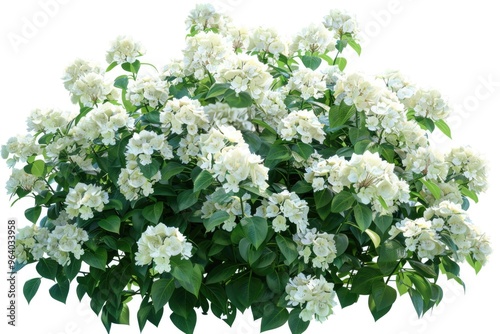 Isolated white hydrangea bush for garden design.