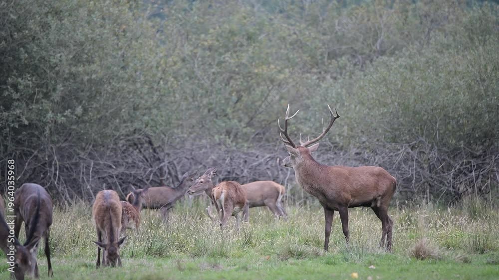 Red deer in the wild, males and females at grazing (Cervus elaphus) Red deer in the wild, males and females at grazing (Cervus elaphus)