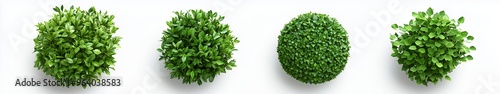 Lush green plants arranged in a row on a white background