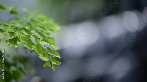 Closeup and dolly shot of the tree leaves in the large garden also with the bluring image of falling water in the background. photo