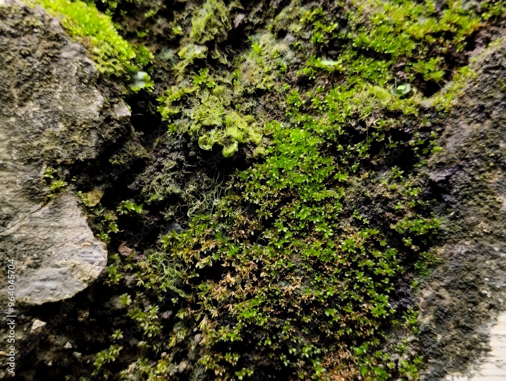 close up of moss growing abundantly on the wall. natural background close up of moss growing abundantly on the wall. natural background