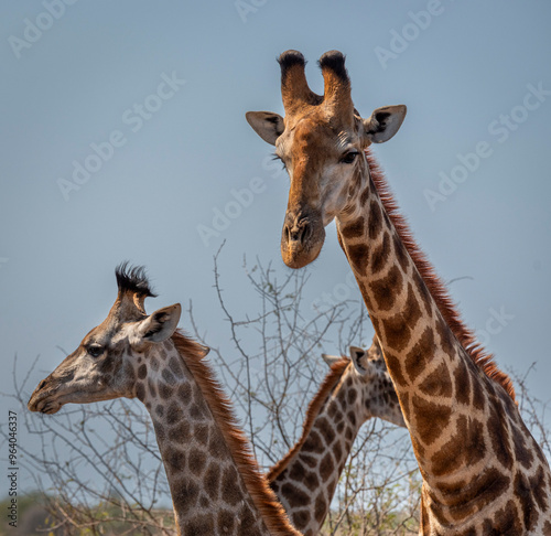 giraffe is a large African hoofed mammal belonging to the genus Giraffa, South African Safari