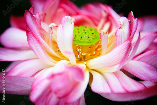 Close-up of the lotus flower in summer photo