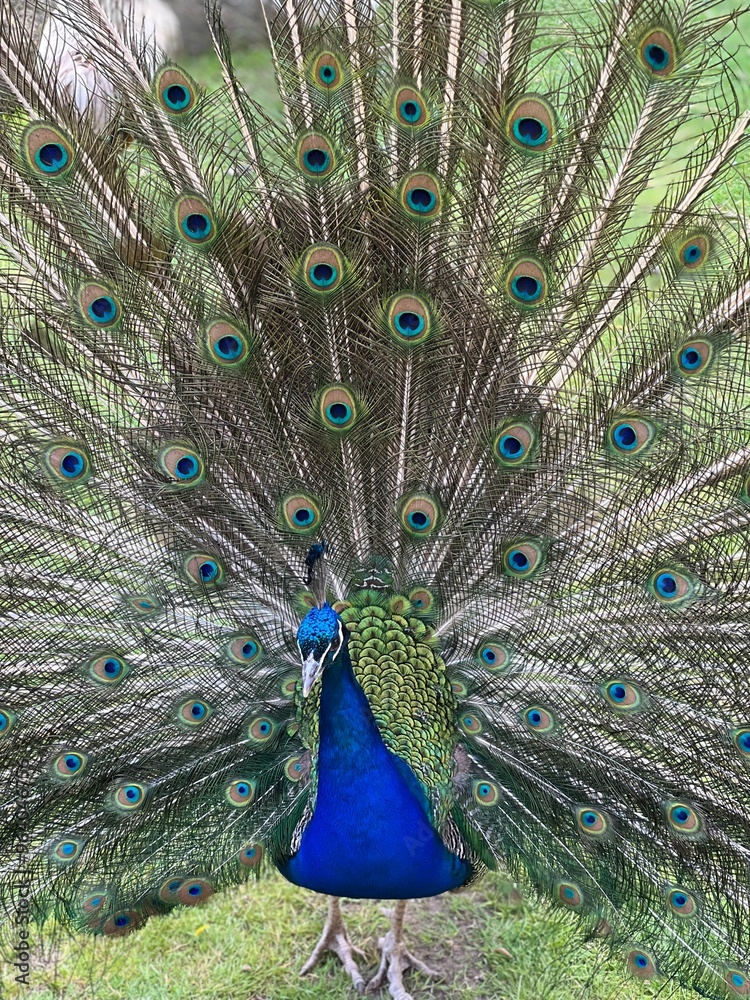 Naklejka premium male peacock with beautiful blue colorful tail on grass background