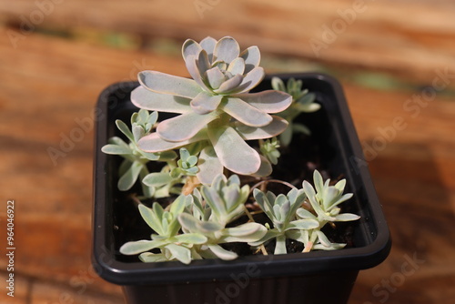 Orostachys boehmeri variegata rojnikowiec łuskowaty