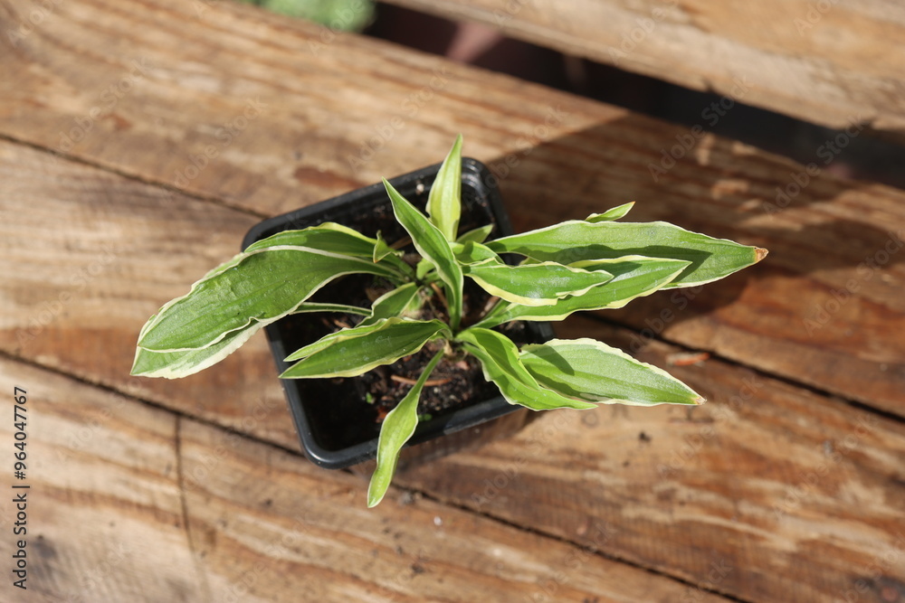 Obraz premium Hosta lancifolia STILETTO Funkia lancetolistna