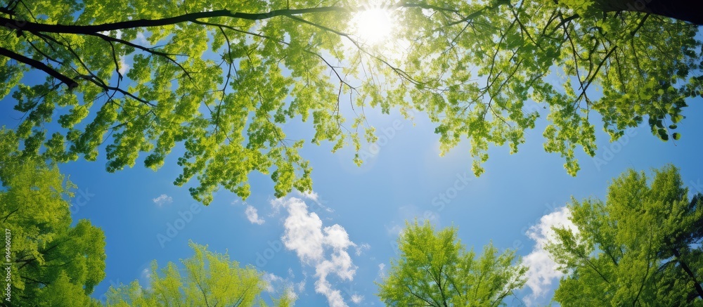 Fototapeta premium Sunlight Shining Through Fresh Spring Leaves