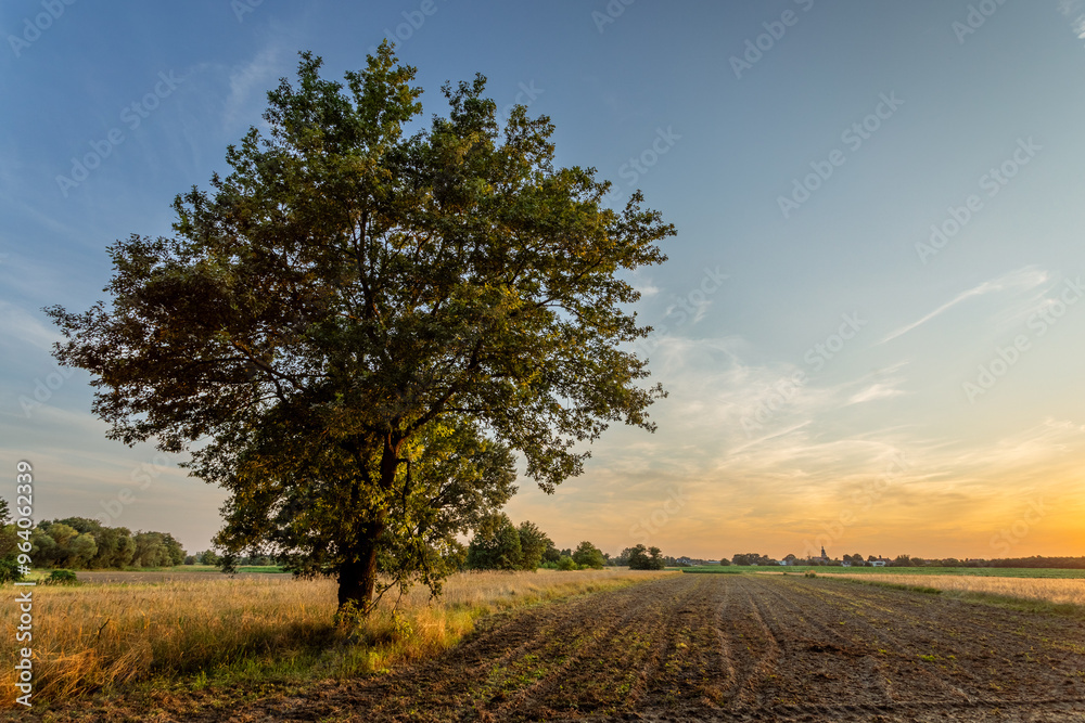 Obraz premium Lonely tree in the setting sun