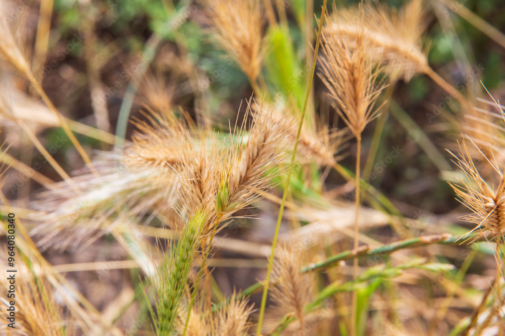 close-up: half dry half green sweet vernal-grass spikes close-up: half dry half green sweet vernal-grass spikes