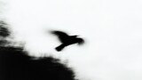 Blurry abstract flying birds in motion with monochromatic background
