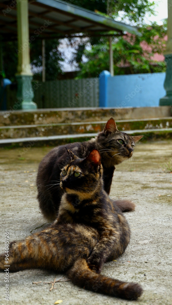 Obraz premium photography portrait of an adorable domestic cat