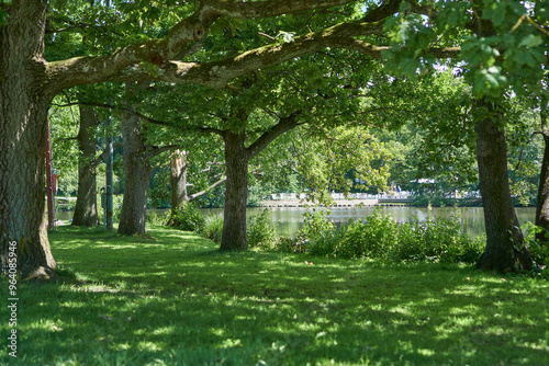 trees in the park photo