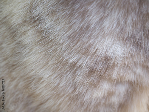 mix grey layer color cat fur photo