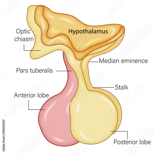 Detailed Anatomy of the Pituitary Gland with Hypothalamus: A Comprehensive Vector Illustration Highlighting the Structure, Location, and Function of This Critical Endocrine System photo