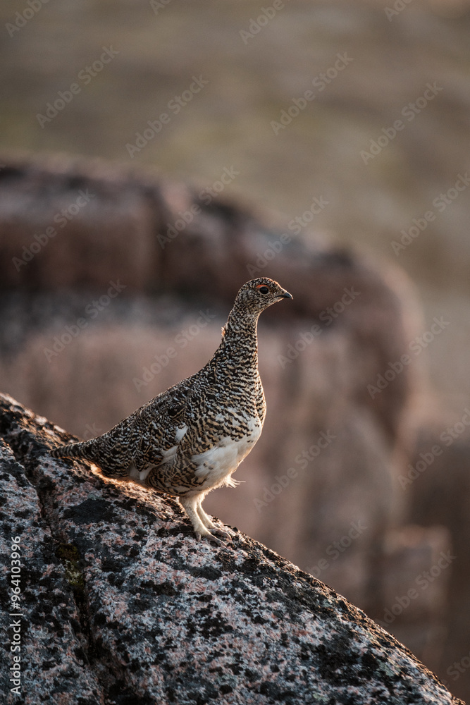 custom made wallpaper toronto digitalA partridge sits in the tundra on rocks on the shore of the Barents Sea