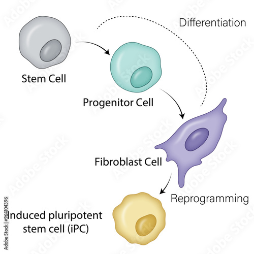 General Pathway of Induced Pluripotent Stem Cells (iPSCs) Generation: From Stem Cells to Progenitor Cells, Fibroblast Cells, and iPSCs through Reprogramming
