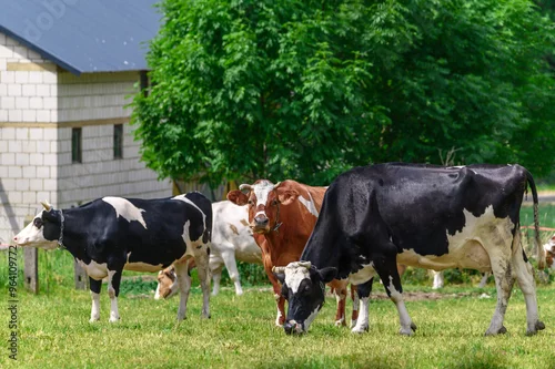Fototapeta Krowy stojące na trawie jedzą, pasą się obok o obory na polskiej wsi