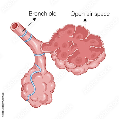 Detailed Illustration of Normal Alveoli Structure with Labels: A Comprehensive Diagram of the Respiratory Alveoli