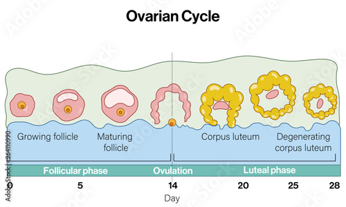 Detailed Illustration of Ovarian Cycle: Changes from Day 0 to Day 28, Including Follicular Development, Ovulation, and Luteal Phase with the Transformation from Growing Follicle to Degenerating Corpus