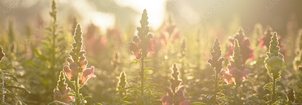 Banner Sunny flower floral soft nature sunbeam blossom blurred background. Panorama Sunbeam shining Pastel pink romance bloom spring season wildflower ray light. Petals blossom garden with copy space Banner Sunny flower floral soft nature sunbeam blossom blurred background. Panorama Sunbeam shining Pastel pink romance bloom spring season wildflower ray light. Petals blossom garden with copy space