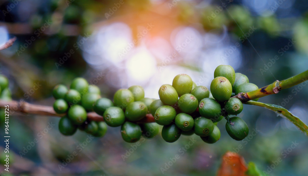Close up Green seed berries harvest arabica coffee garden. Green coffee bean berry plant fresh raw seed coffee tree growth in eco organic farm. Fresh coffee bean green leaf bush ecology berry plant Close up Green seed berries harvest arabica coffee garden. Green coffee bean berry plant fresh raw seed coffee tree growth in eco organic farm. Fresh coffee bean green leaf bush ecology berry plant