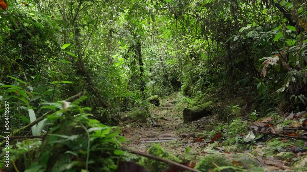 Sendero cubierto de troncos y raices creando un tunel natural en medio del bosque en la montaña