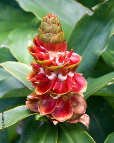 Flor de costus sp.