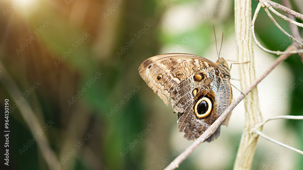 Fototapeta premium Close up with selective focus on the wing of Caligo eurilochus butterfly