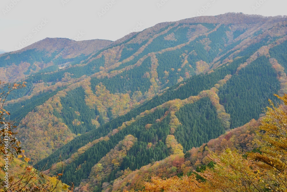 Fototapeta premium ナメゴ谷の紅葉