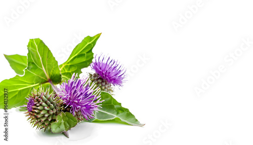 Burdock flower isolated on white background. Medicinal plant: Arctium