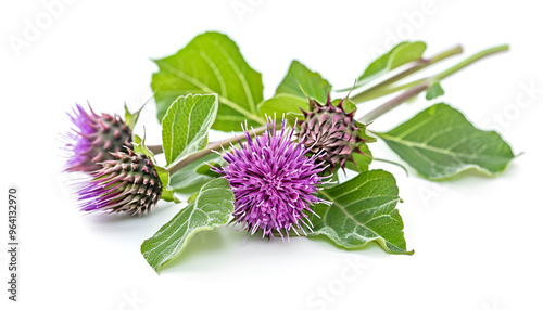 Burdock flower isolated on white background. Medicinal plant: Arctium