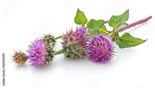 Burdock flower isolated on white background. Medicinal plant: Arctium